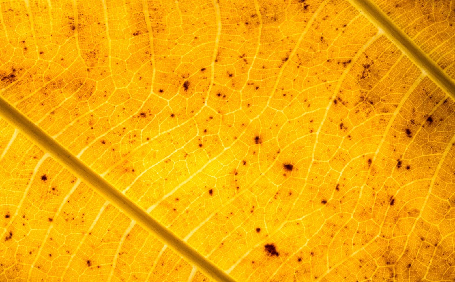 Yellow leaf close-up photo