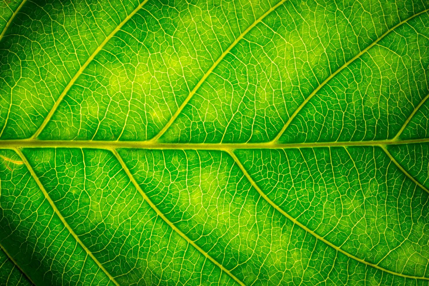 Pattern of a green leaf photo