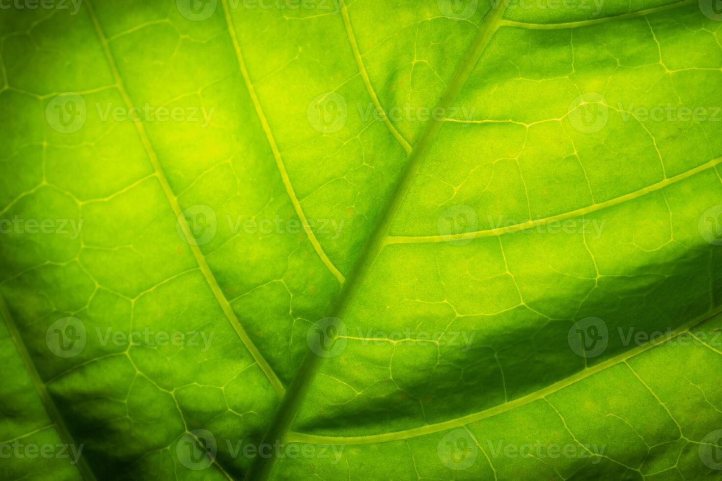 A close up of a green leaf photo