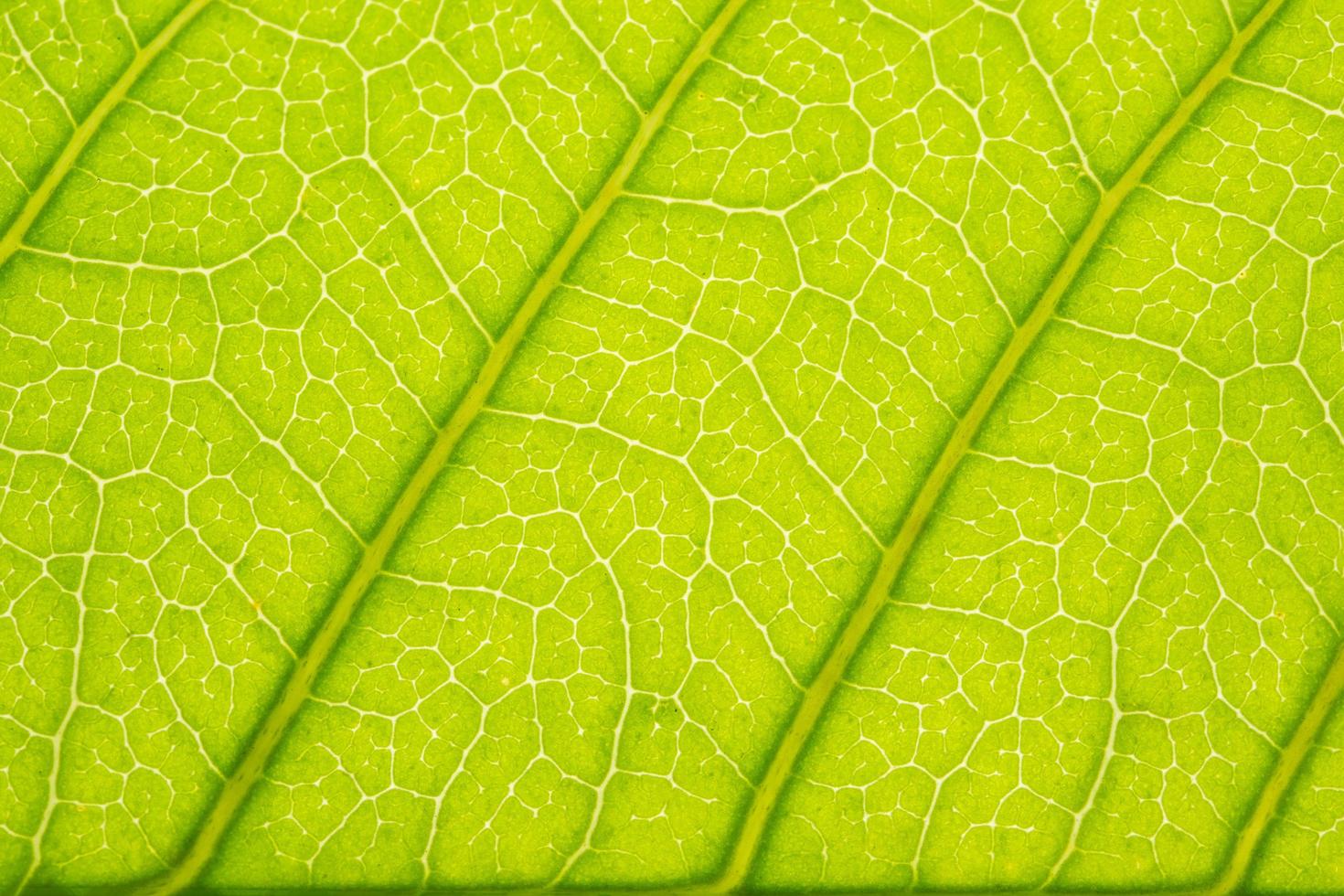 Pattern of a green leaf photo