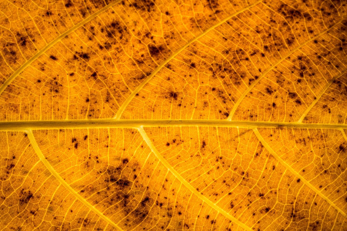 textura de fondo de una hoja foto