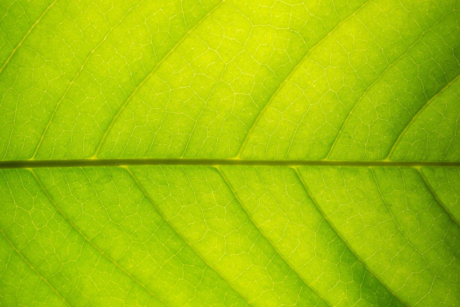 Pattern of a green leaf photo