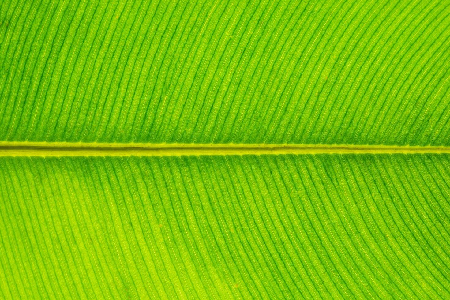 Macro pattern of a leaf photo