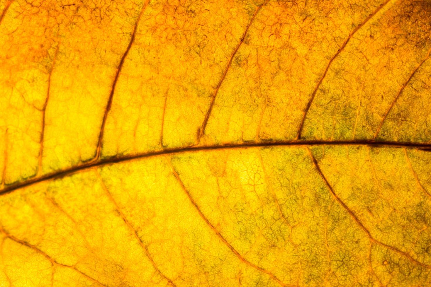 primer plano de la hoja amarilla foto