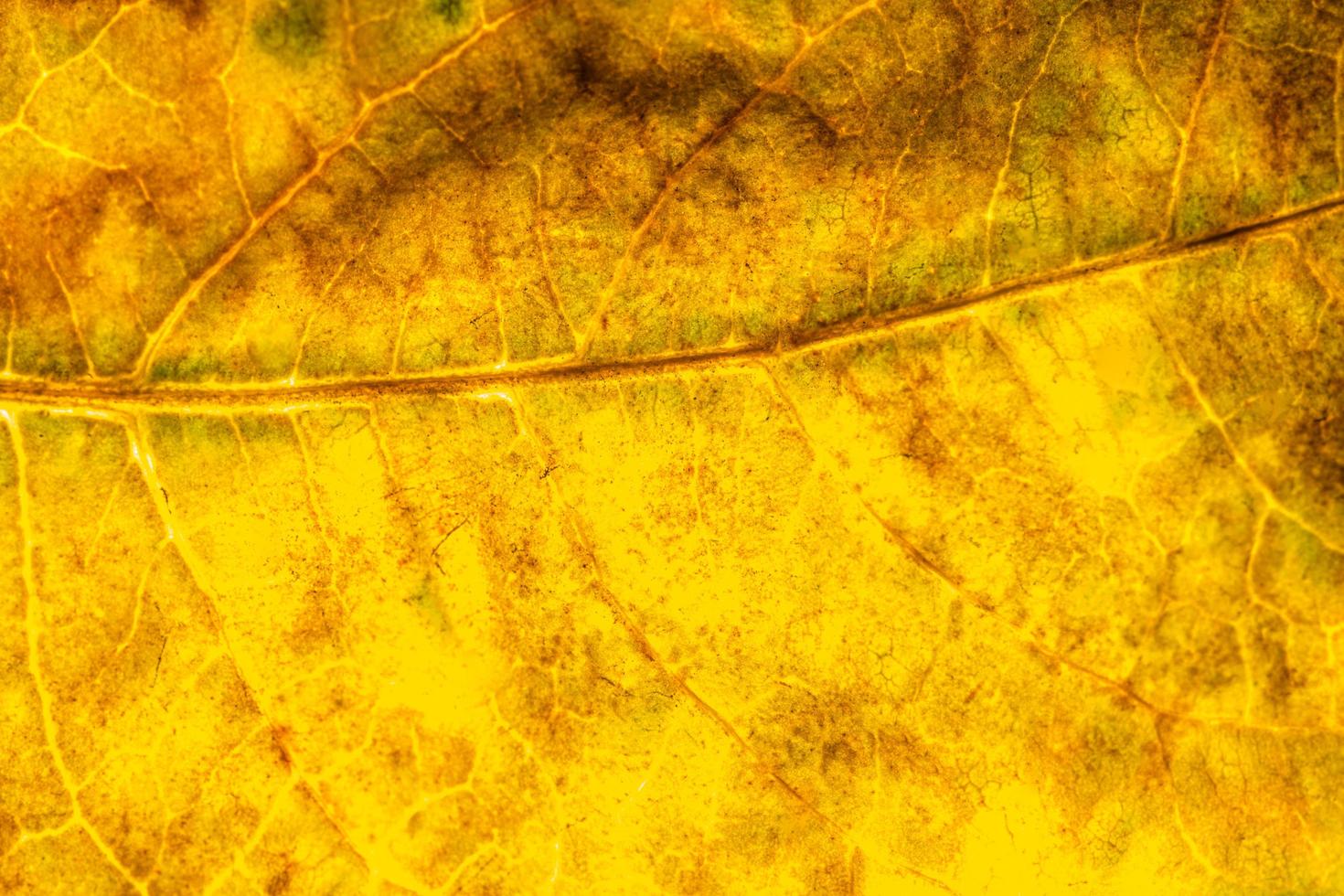 Yellow leaf close-up photo