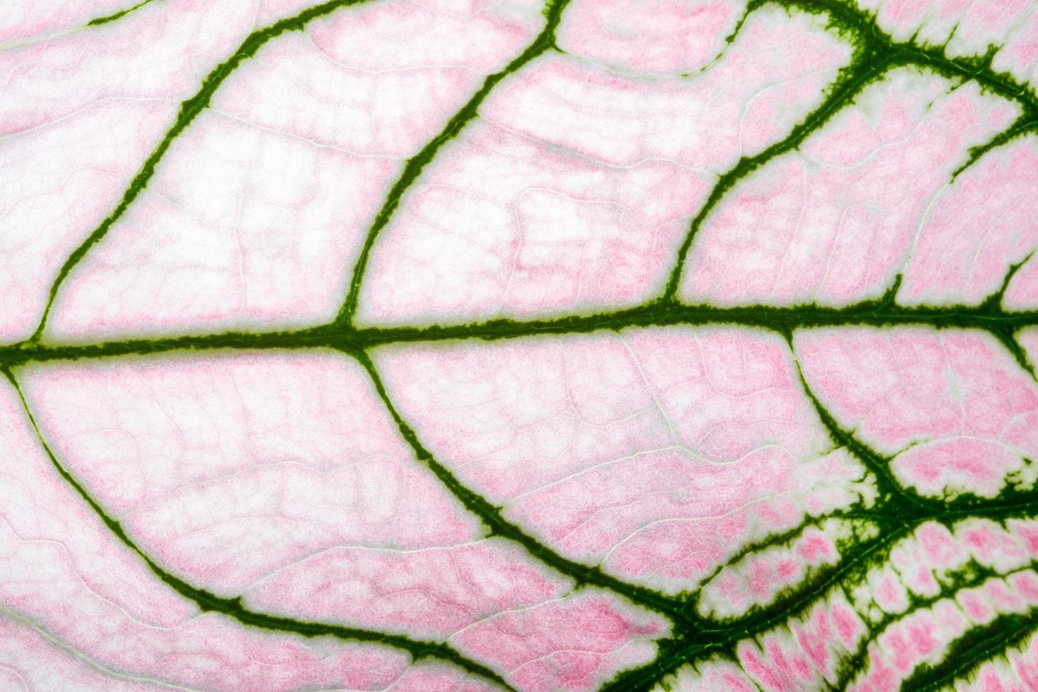 Leaf pattern, close-up photo