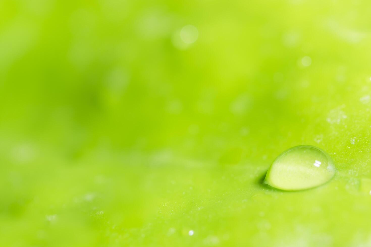 Water drop on a leaf photo