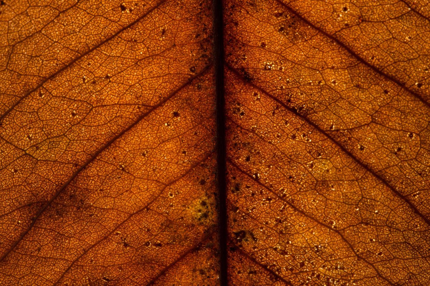 Background texture of a leaf photo