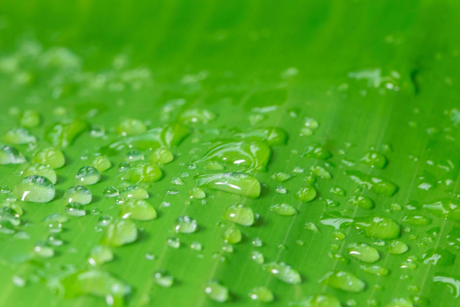 gotas en una hoja foto