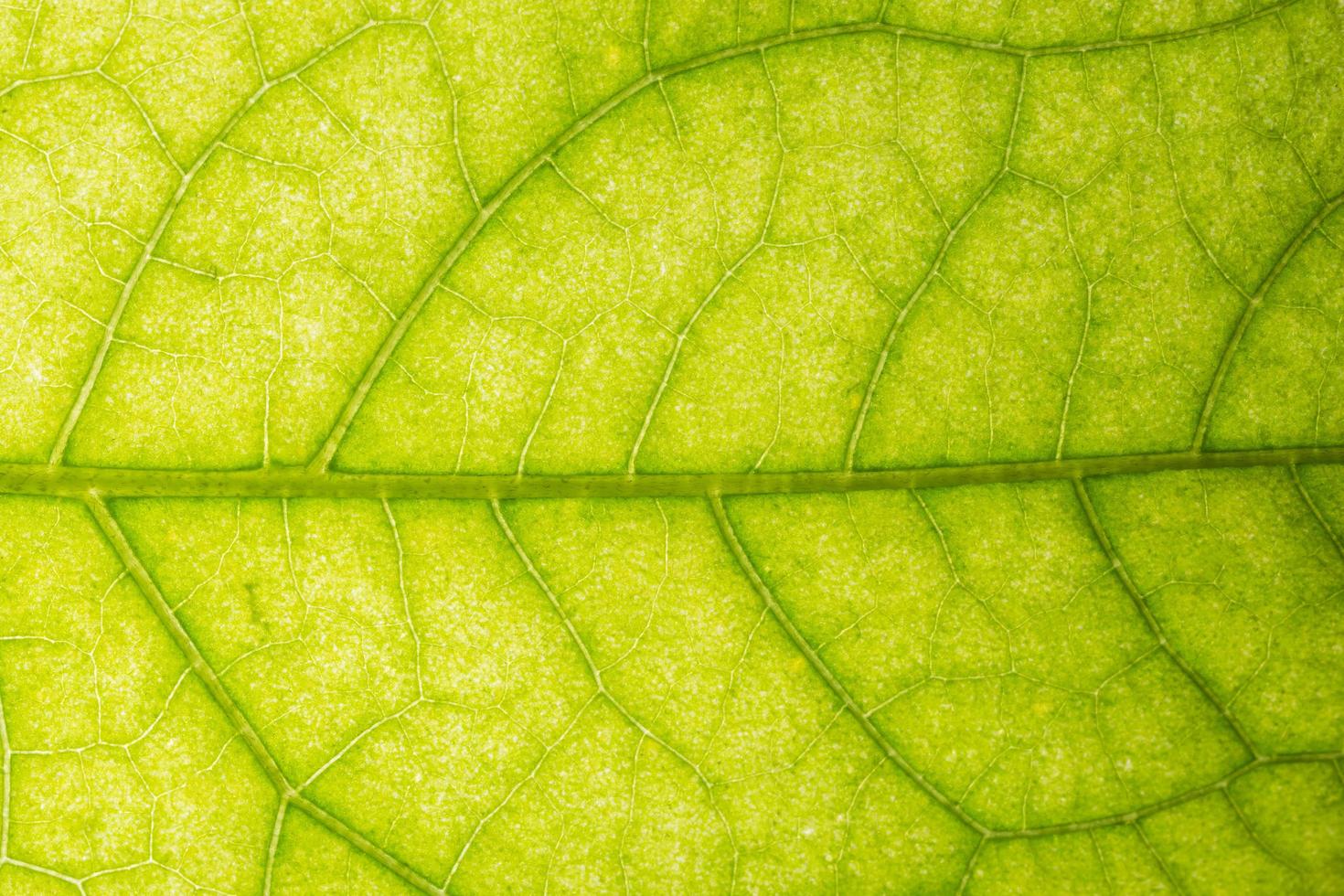 Green leaf pattern photo