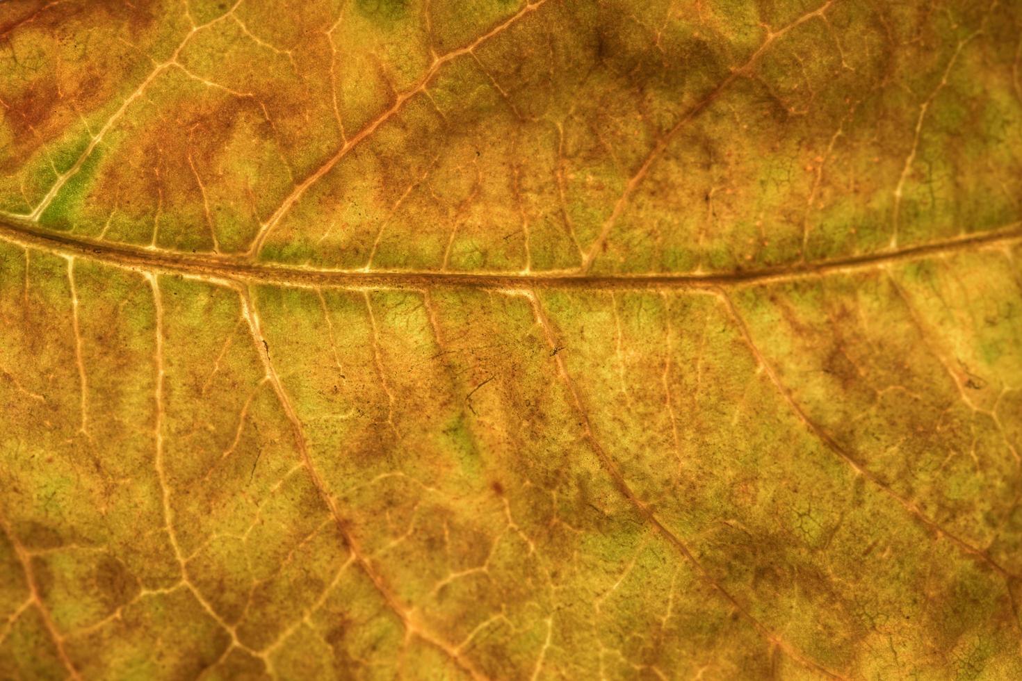 textura de fondo de una hoja foto