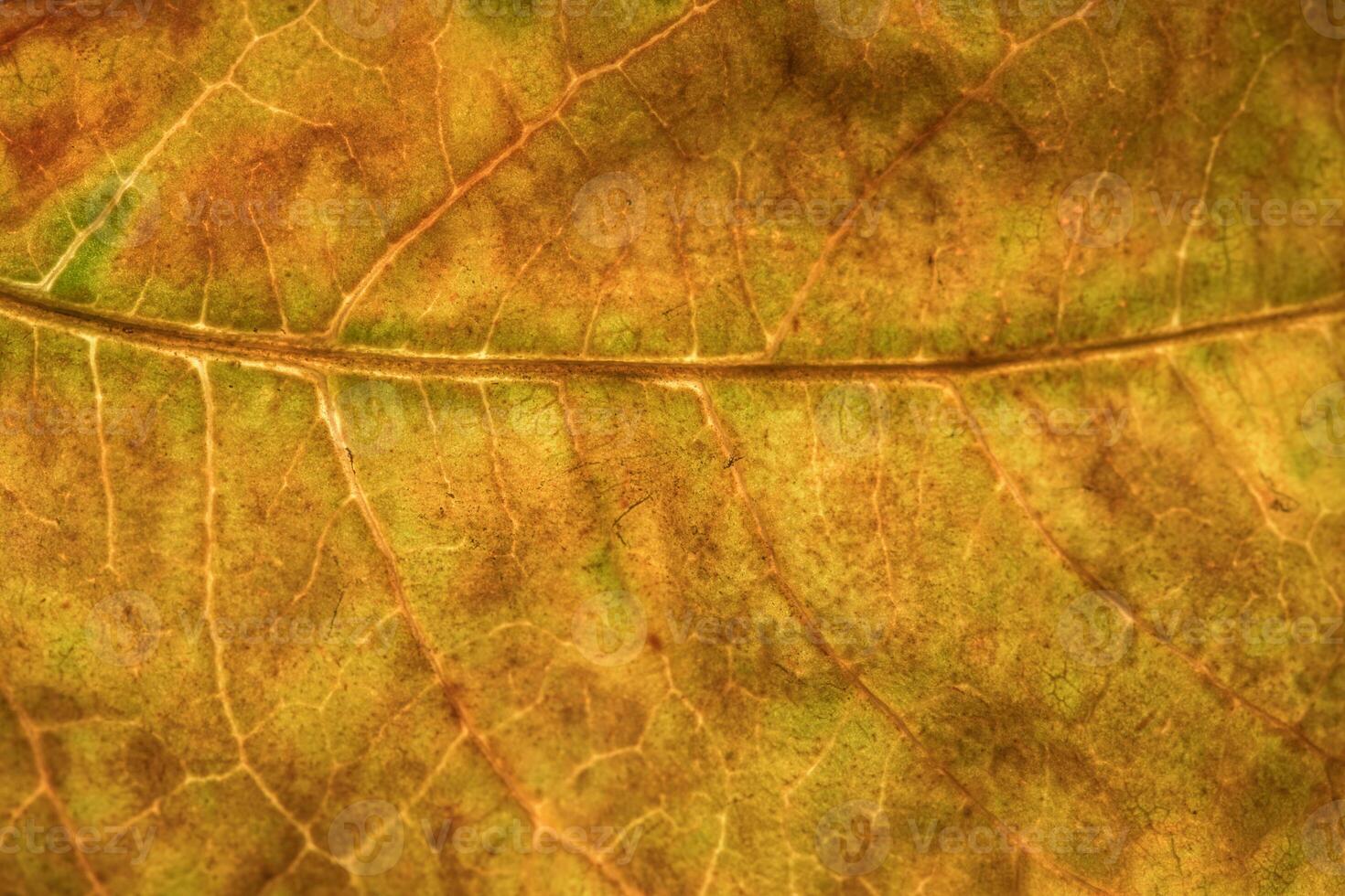 A close up of a leaf with brown spots photo