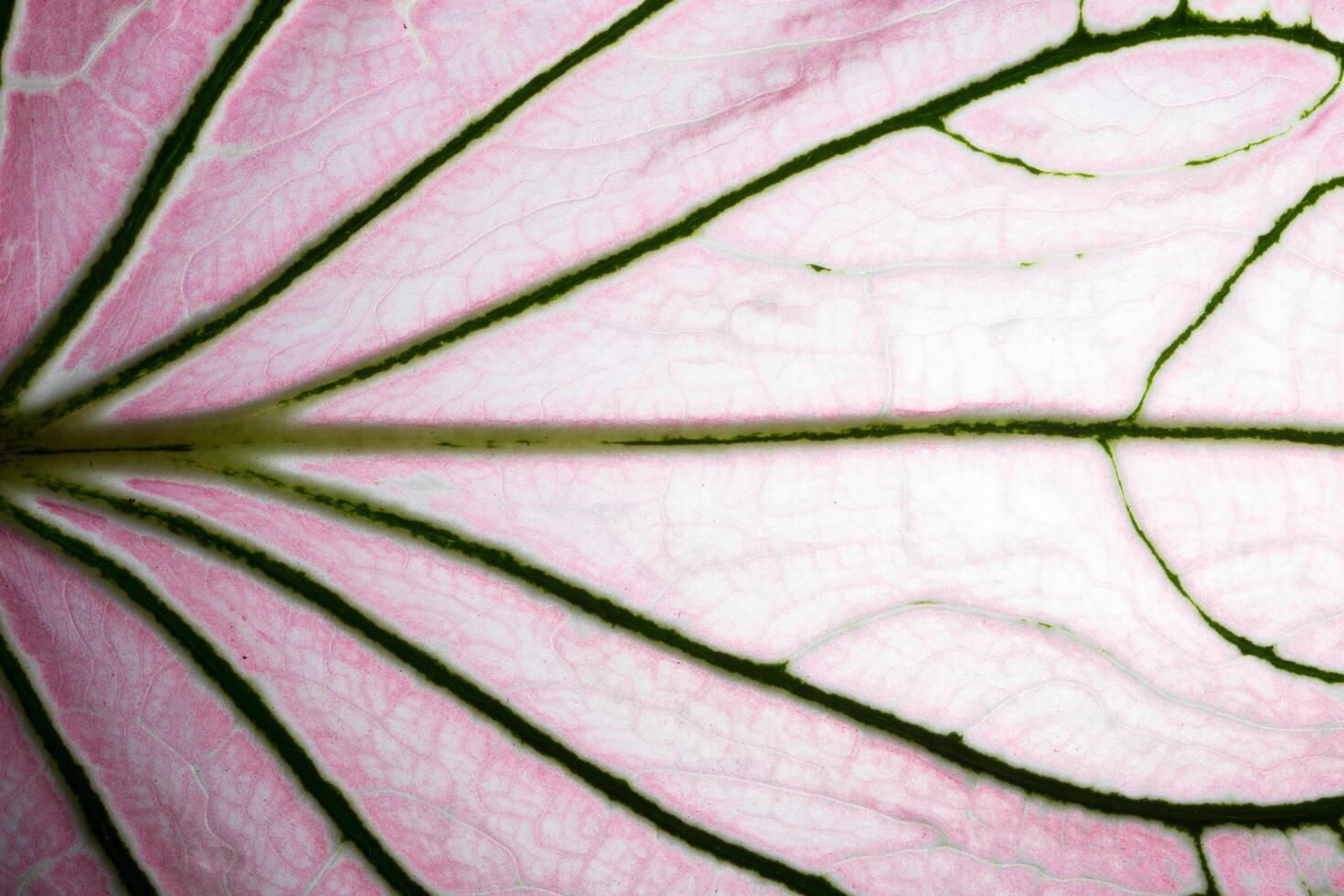 patrón de hoja, primer plano foto