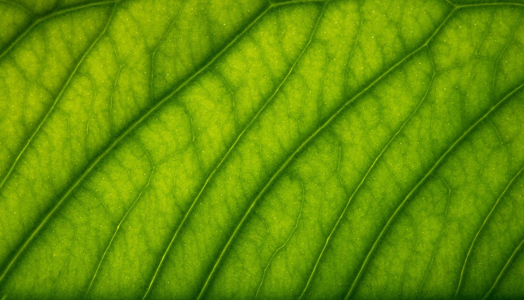 Brown leaf pattern photo