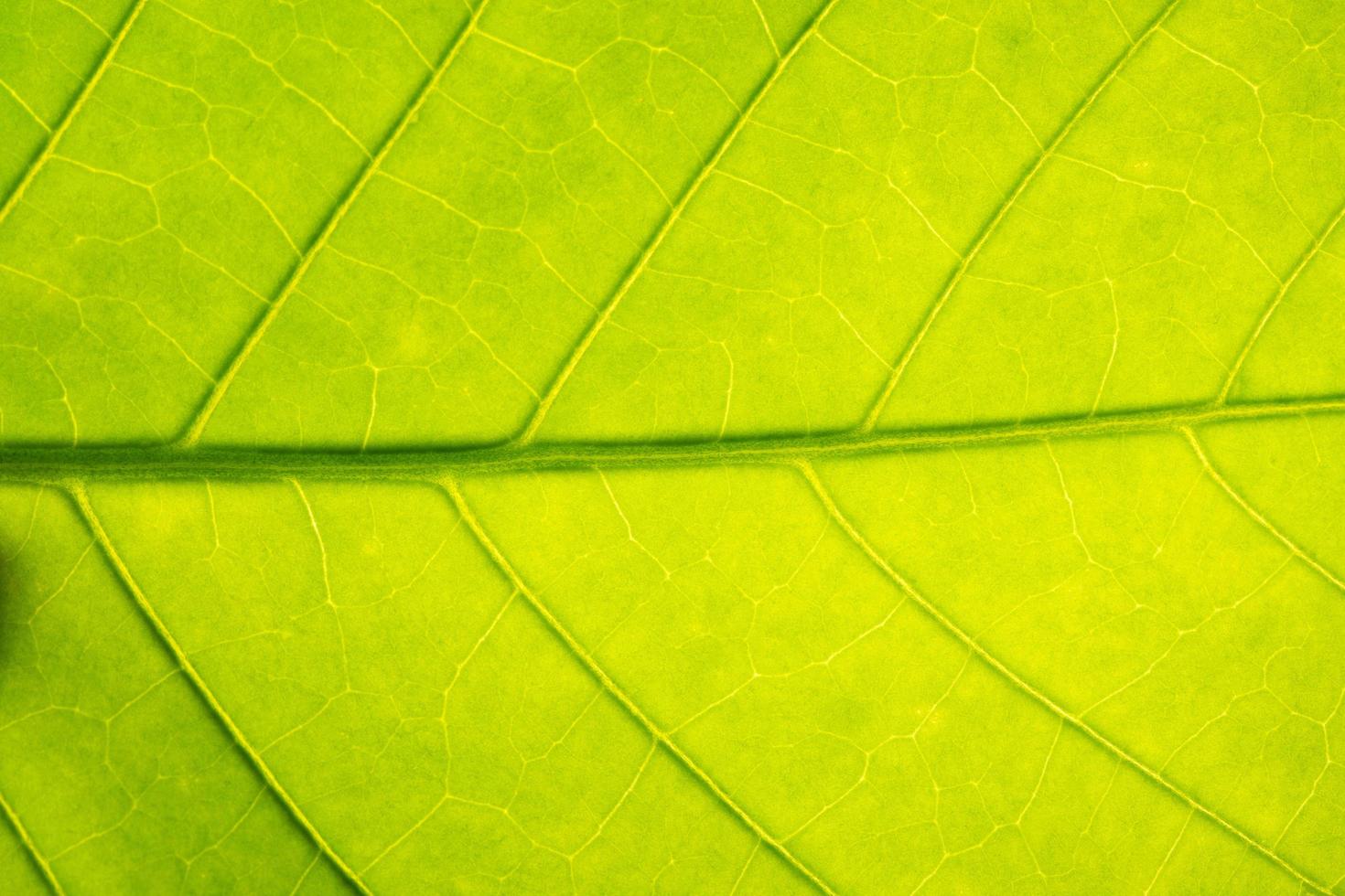 primer plano, de, un, hoja verde foto