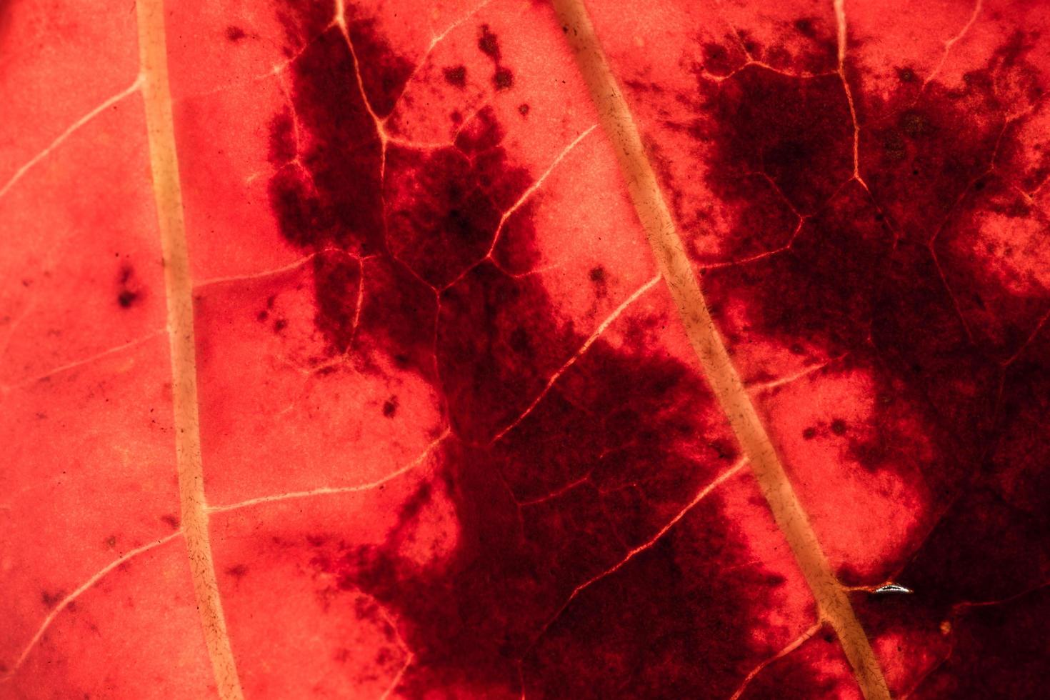 Red leaf close-up photo