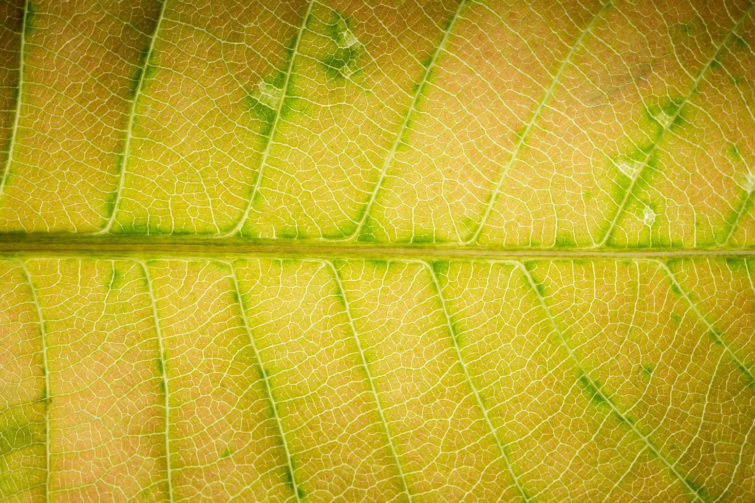 Yellow leaf pattern photo