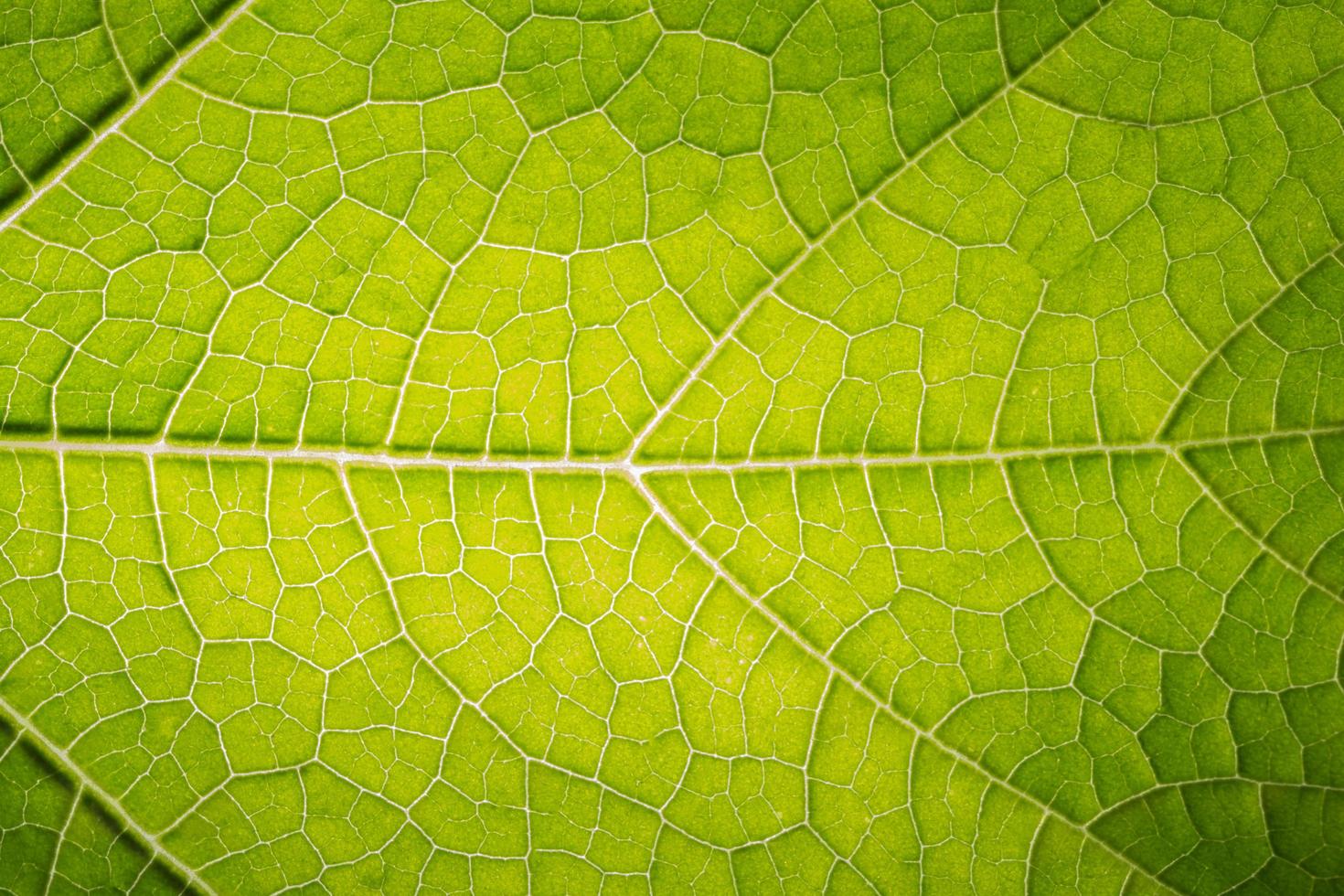 patrón de hoja verde foto