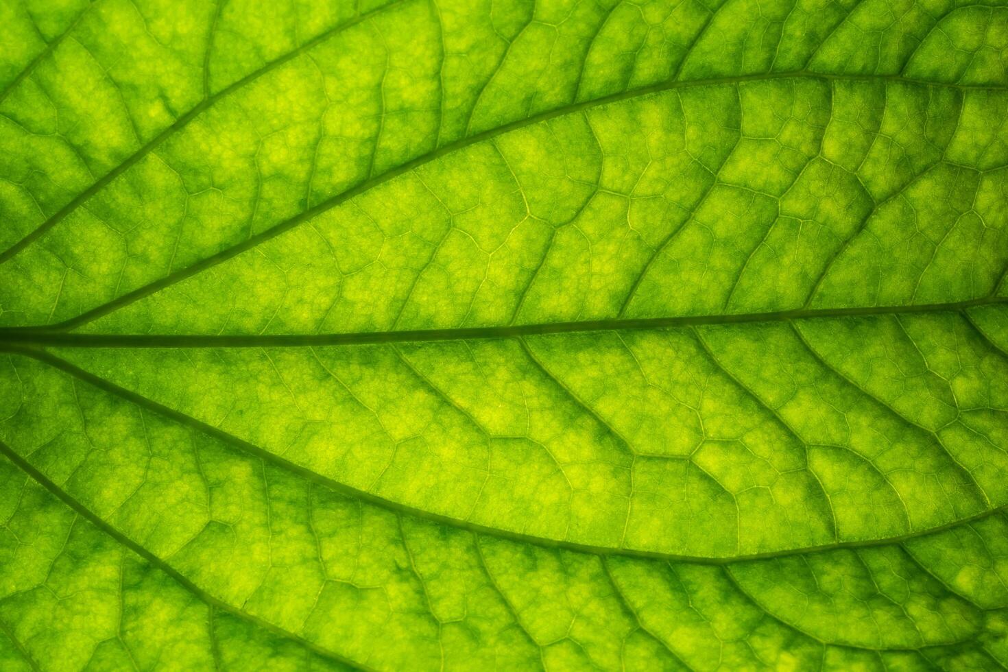 Close-up of a green leaf photo
