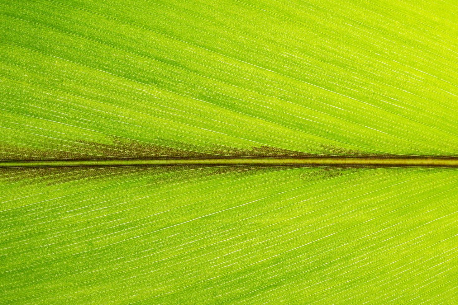 Leaf pattern, close-up photo