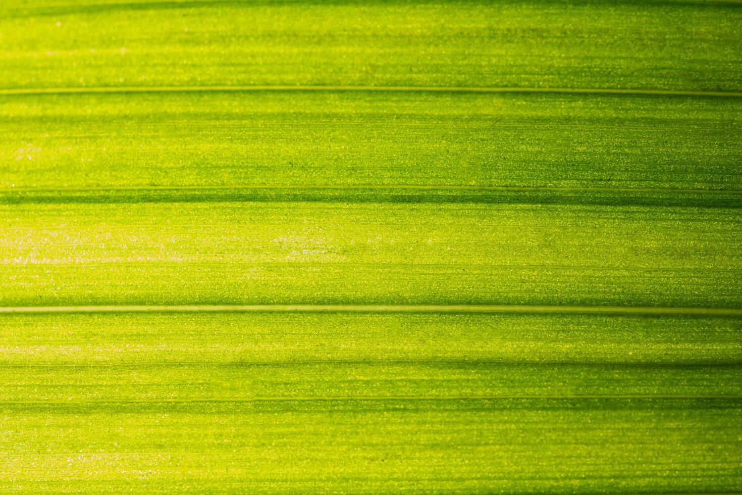 Green leaf background photo