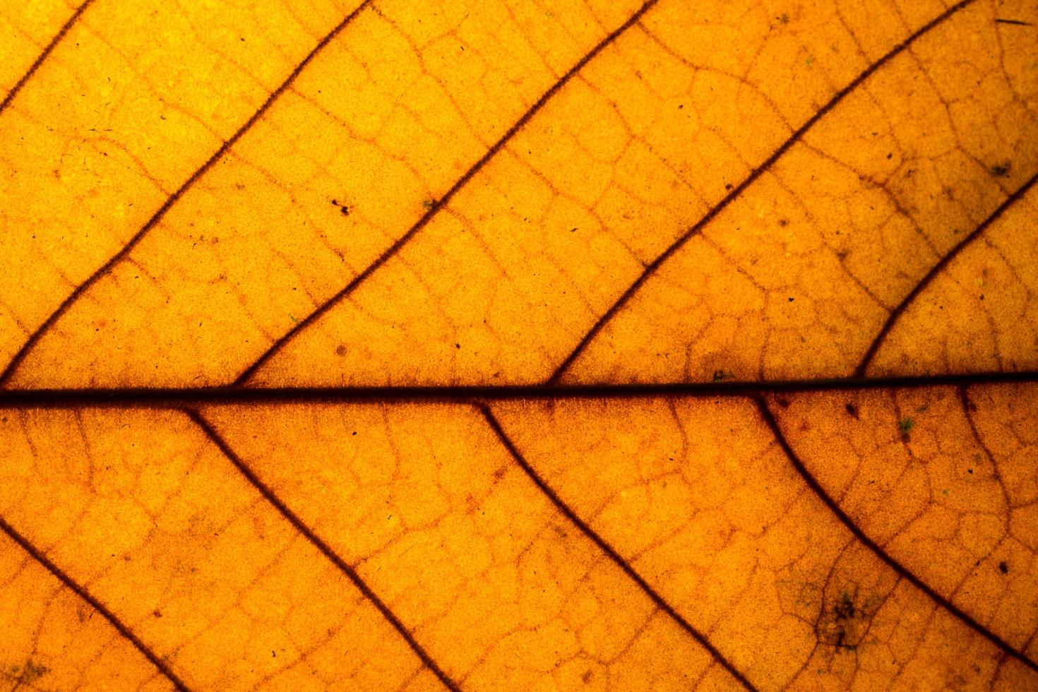 Yellow leaf close-up photo