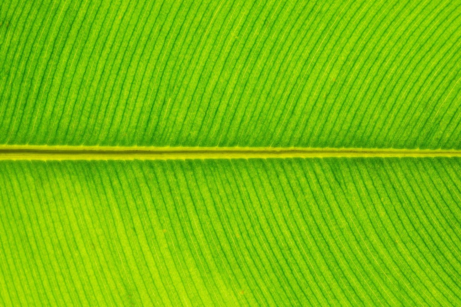 patrón de hoja verde foto