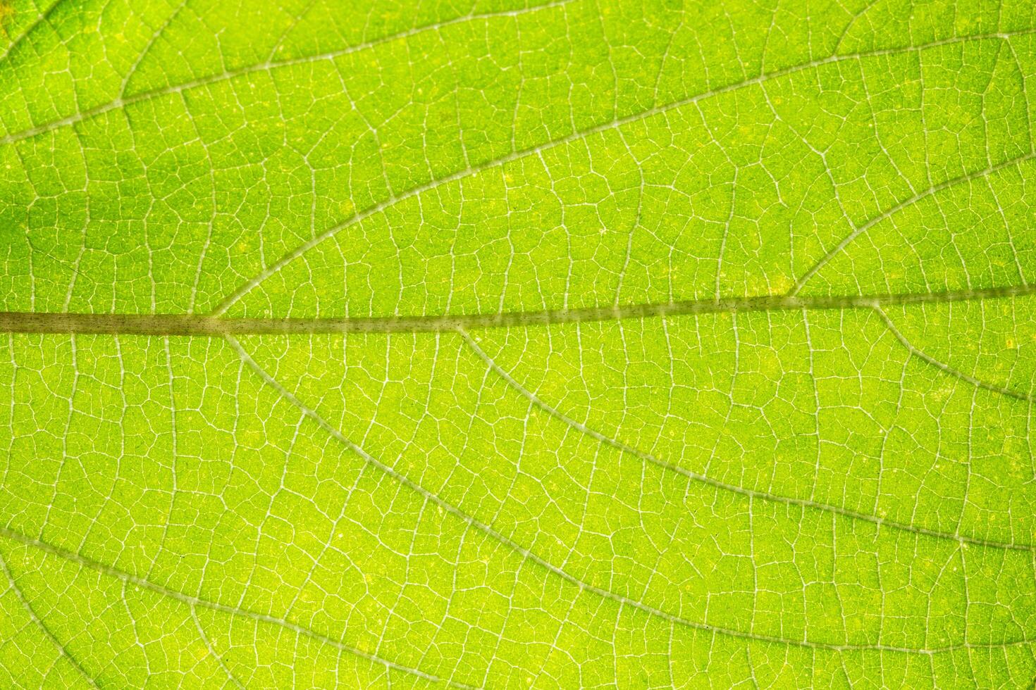 primer plano, de, un, hoja verde foto