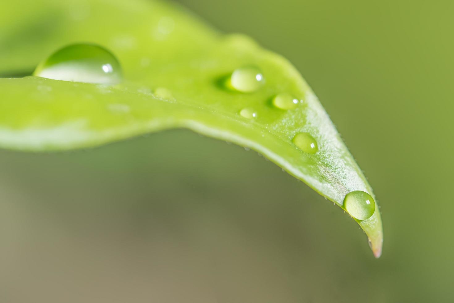 Water drops on a leaf photo