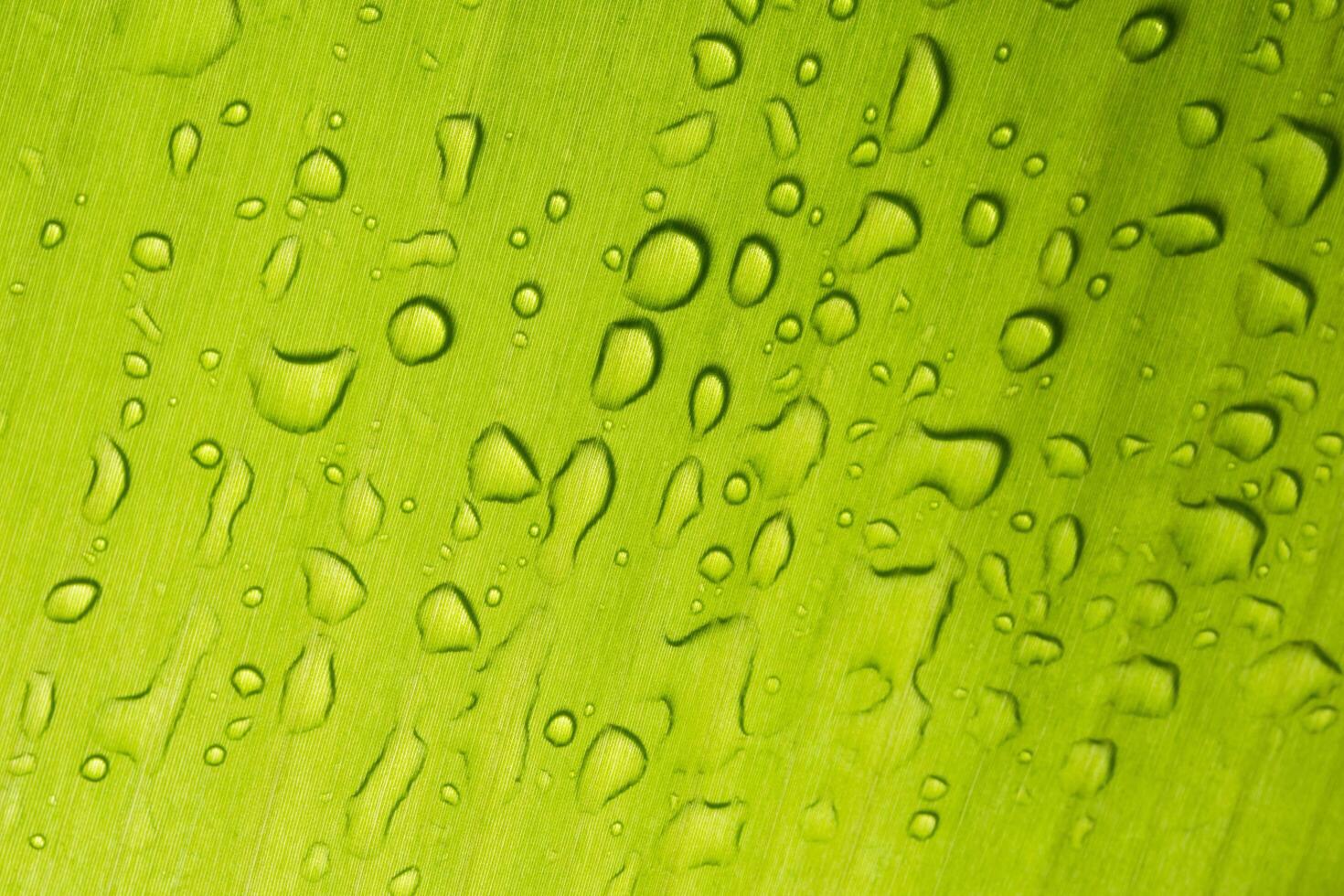 Drops on a leaf photo