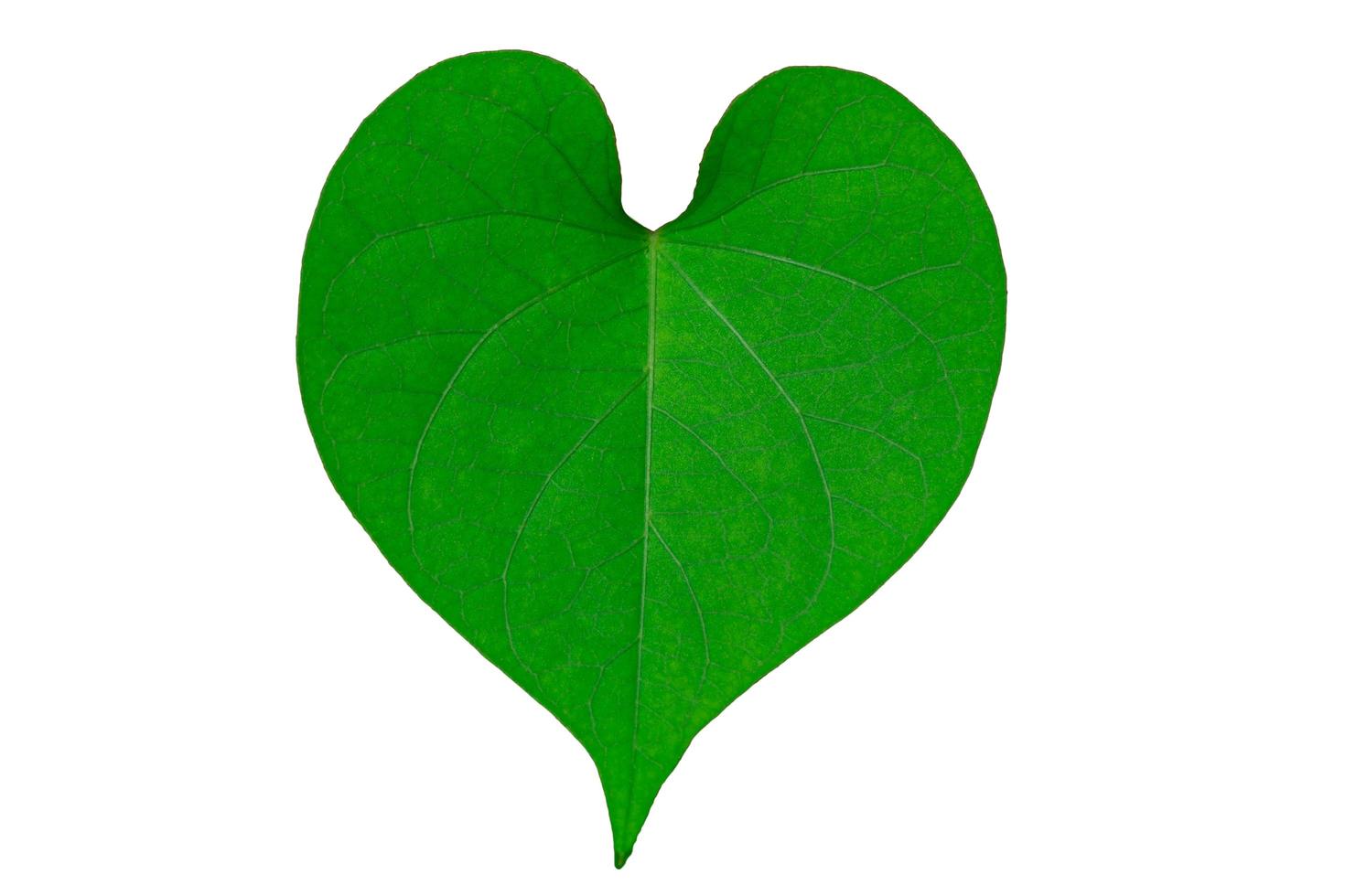 Heart-shaped leaf on white background photo