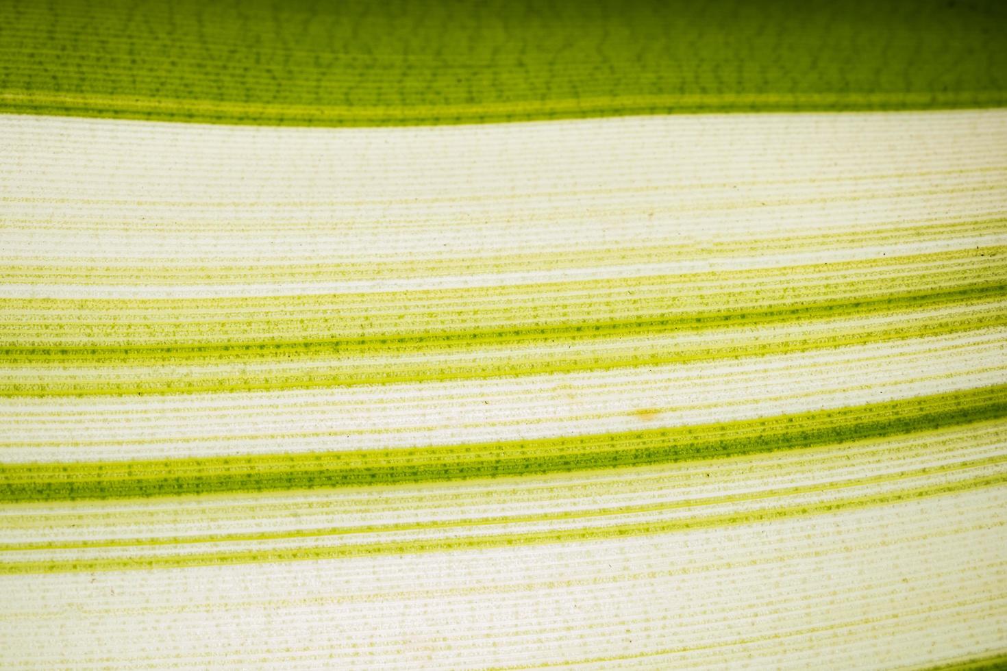 patrón de hoja verde y blanca foto