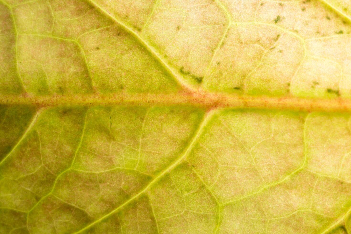 primer plano, de, un, hoja amarilla foto