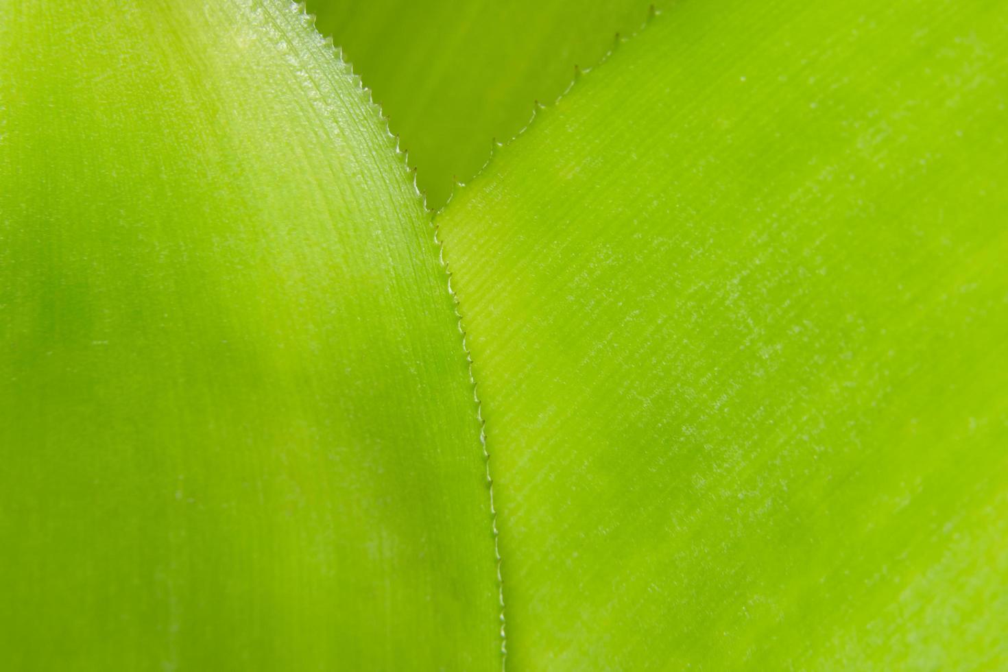 Leaf pattern, close-up photo