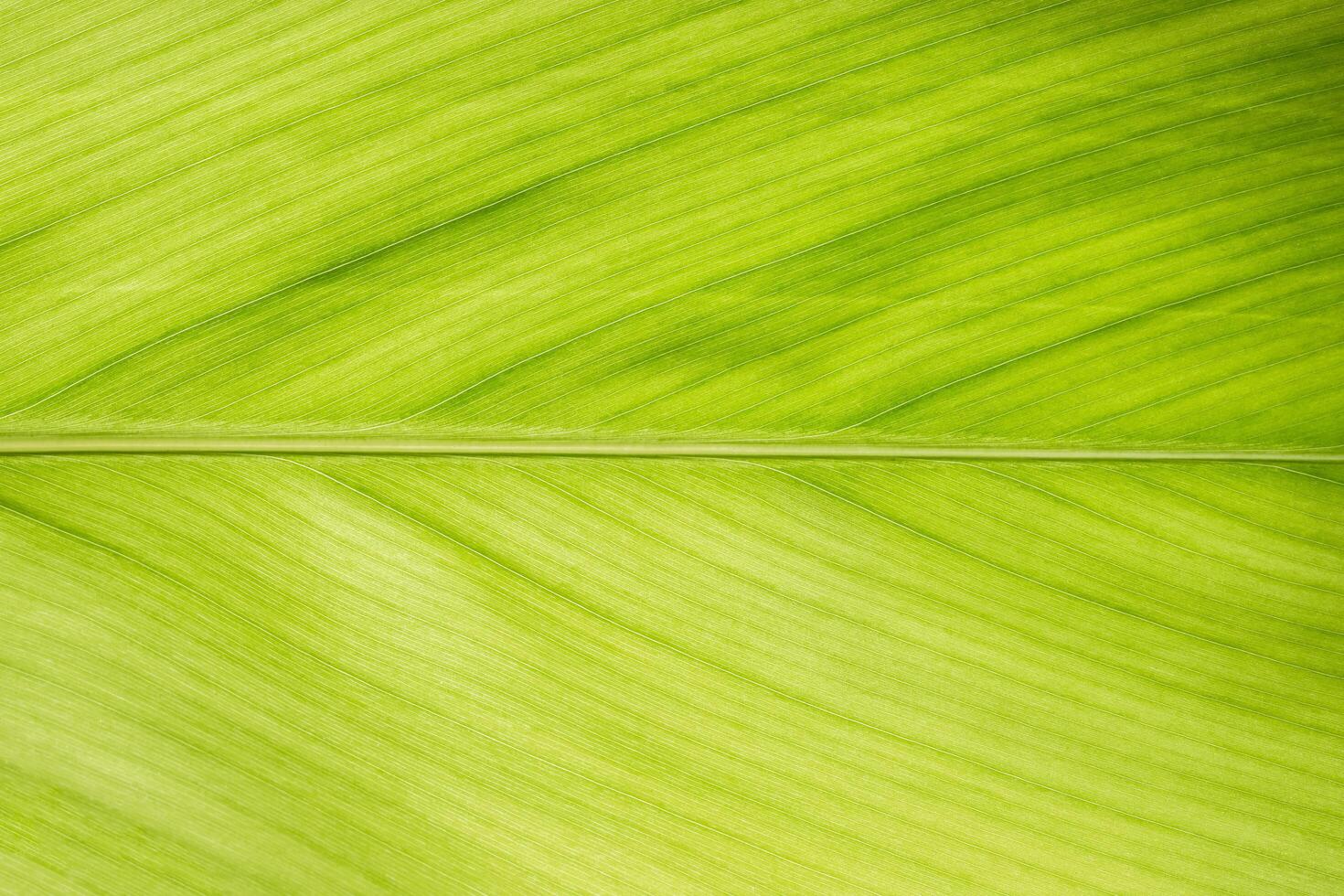 Pattern of a green leaf photo