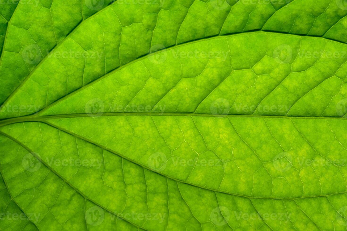 A close up of a green leaf photo