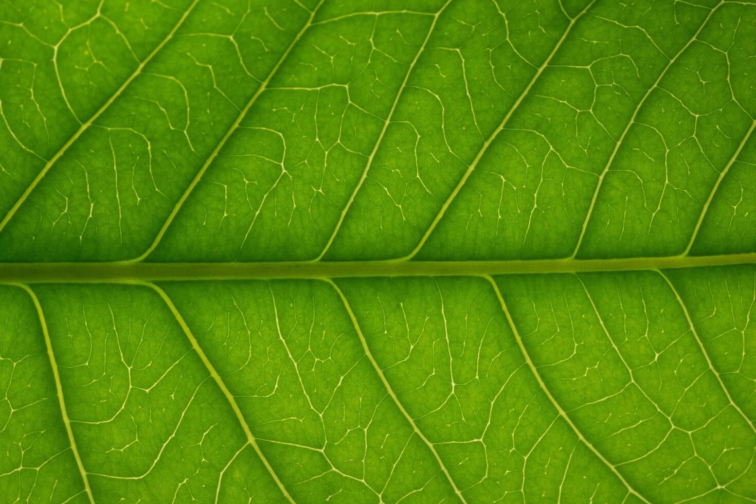 Pattern of a green leaf photo
