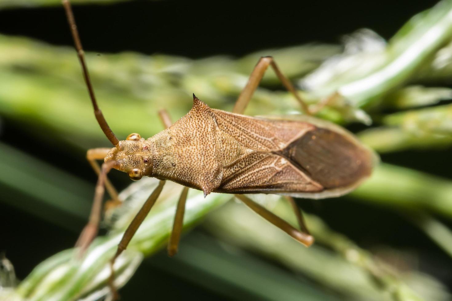 Insecto asesino marrón en una planta foto