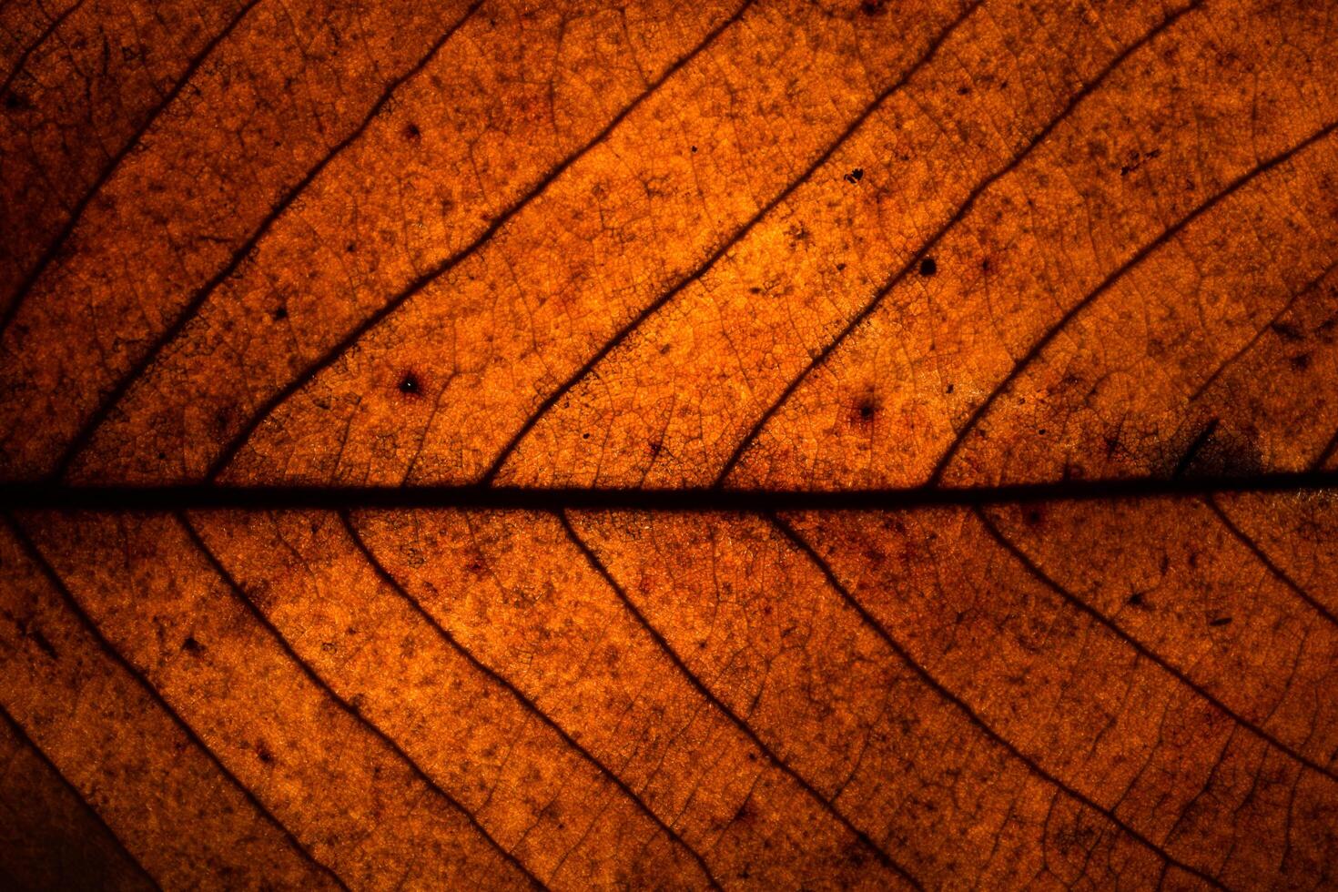 Brown leaf close-up photo