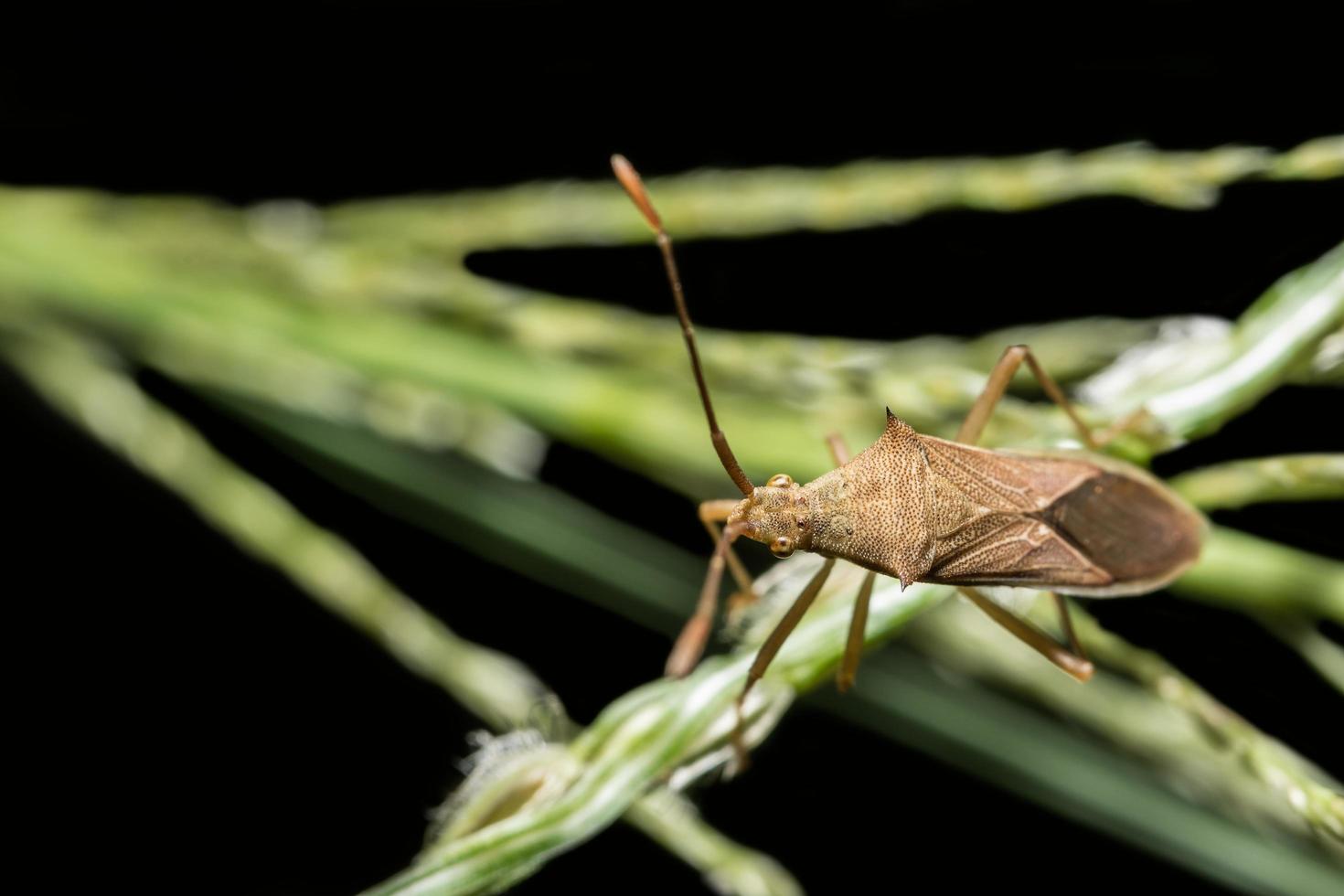 Insecto asesino marrón en una planta foto