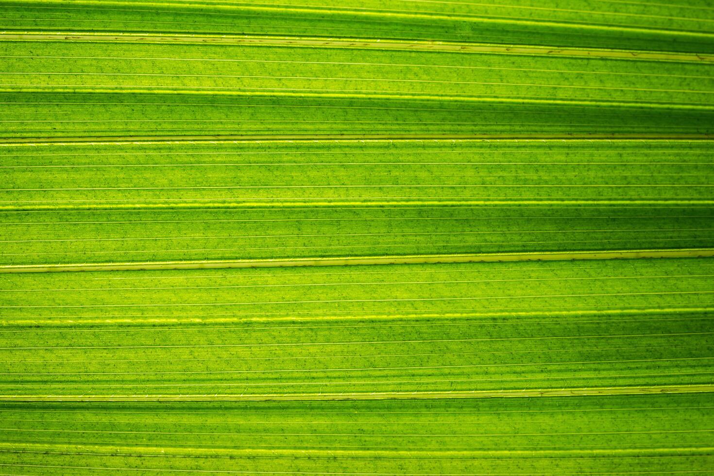 Pattern of a green leaf photo