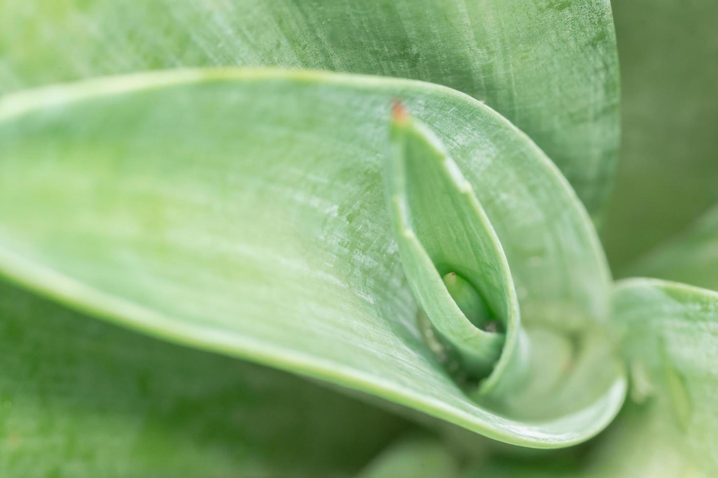 Green leaf close-up photo