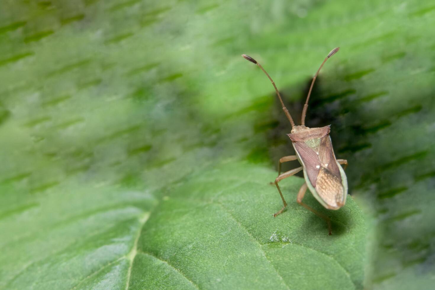 Insecto asesino marrón en una planta foto