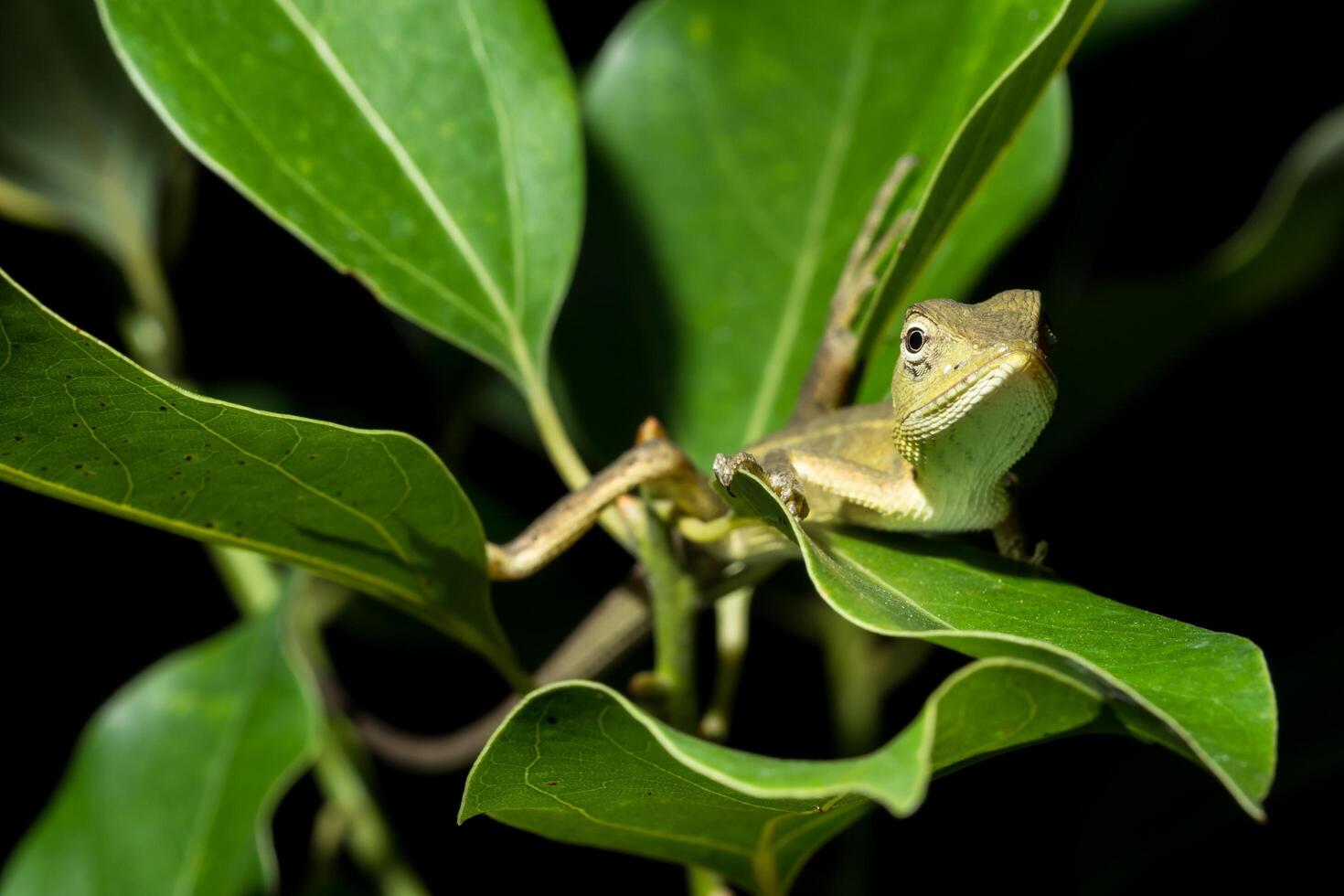 camaleón en el árbol, primer plano foto