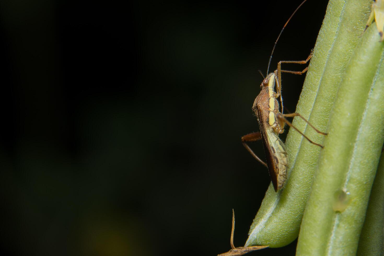 Brown assassin bug on a plant photo