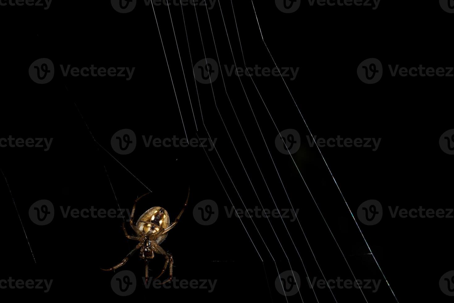 A spider is sitting on its web in the dark photo