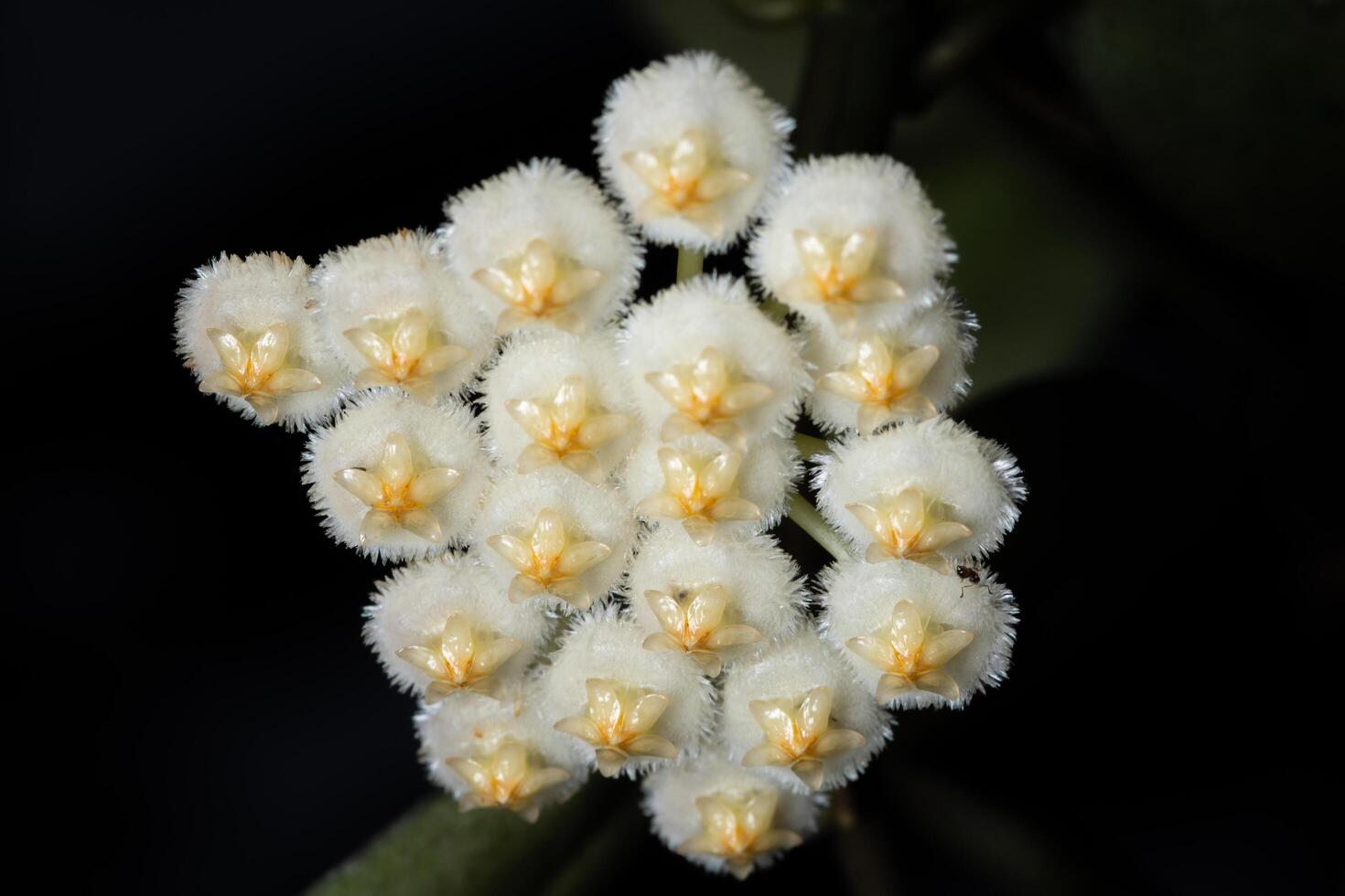 flor de hoya blanca foto