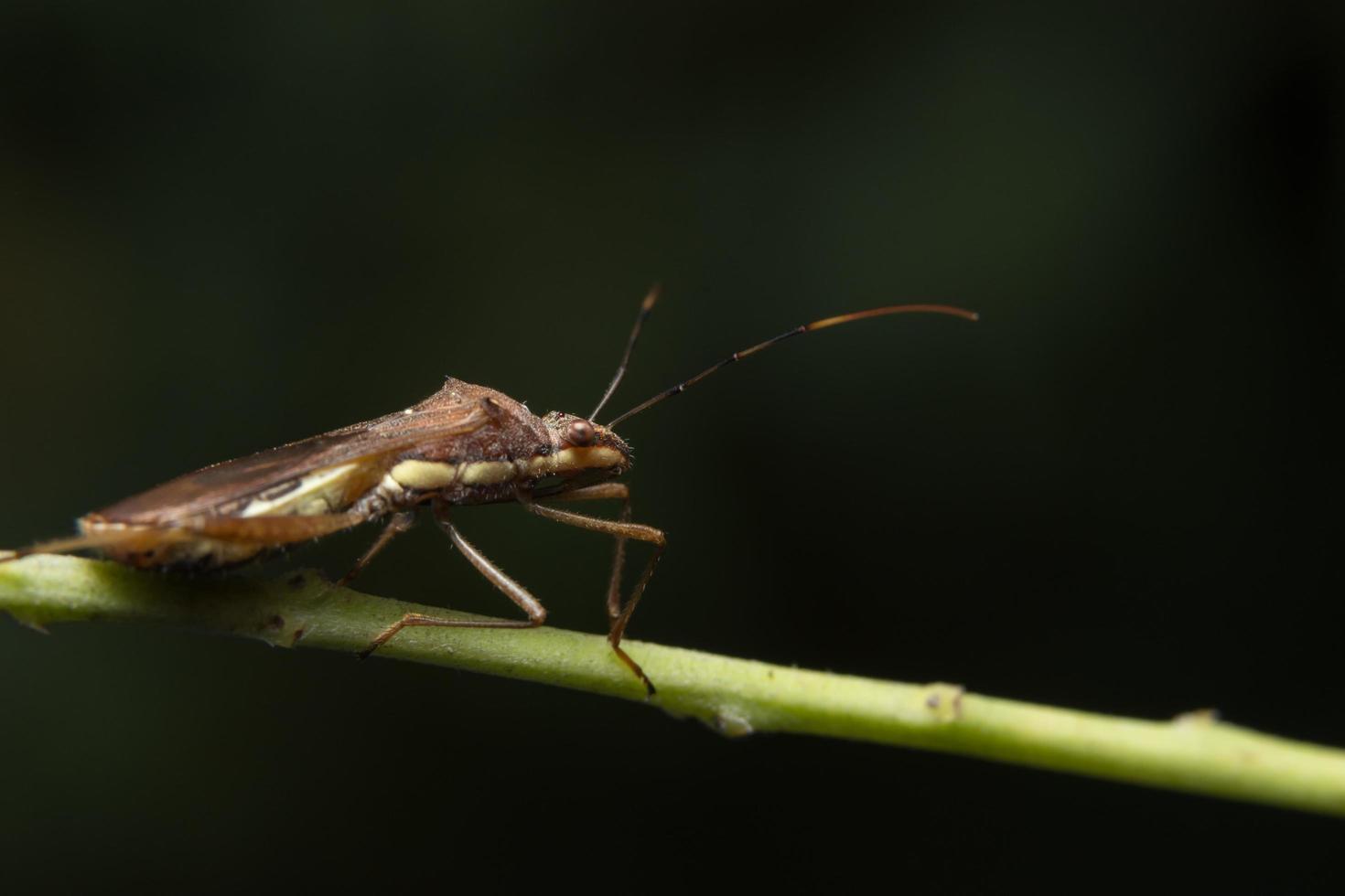 Insecto asesino marrón en una planta foto