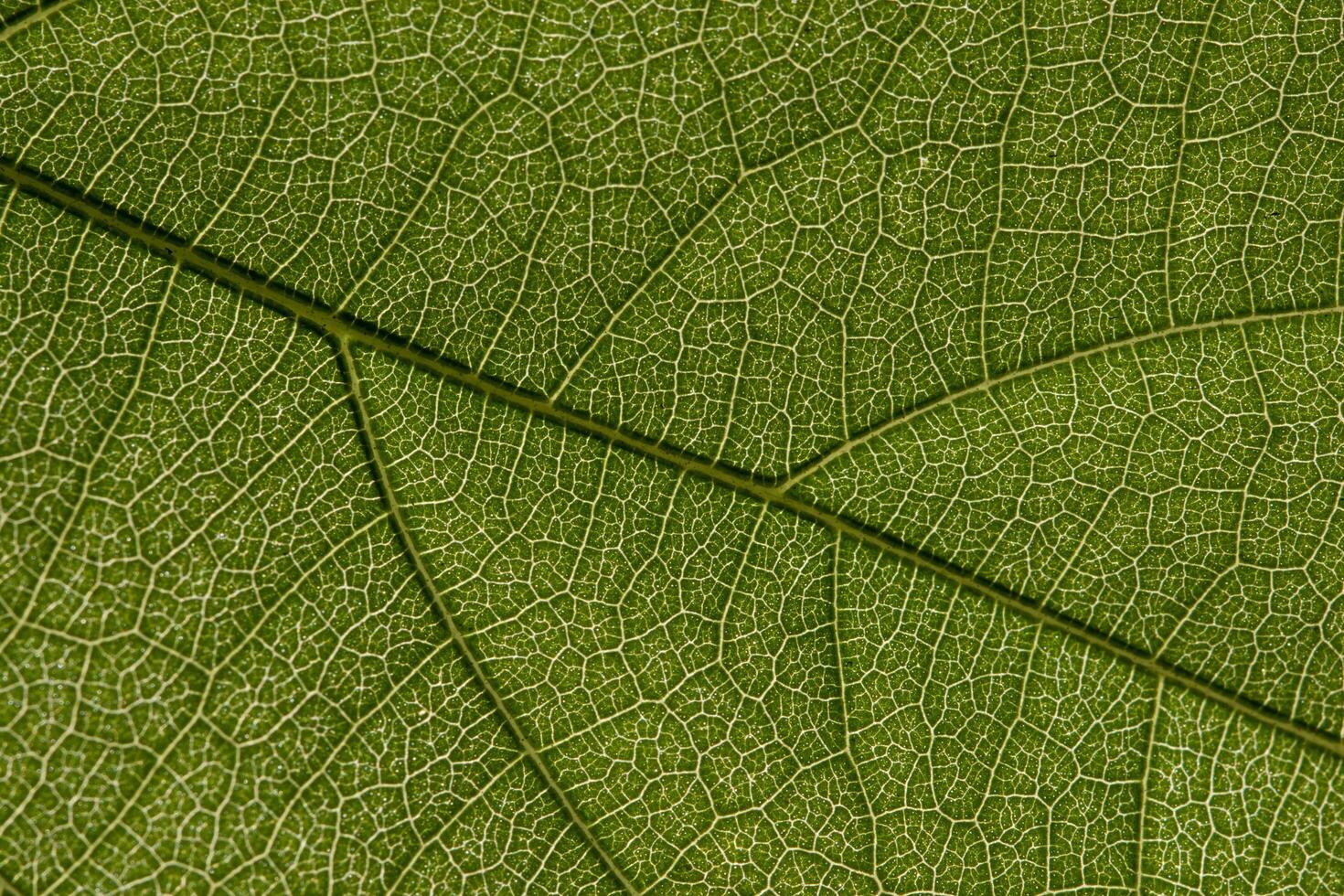 Brown leaf pattern photo