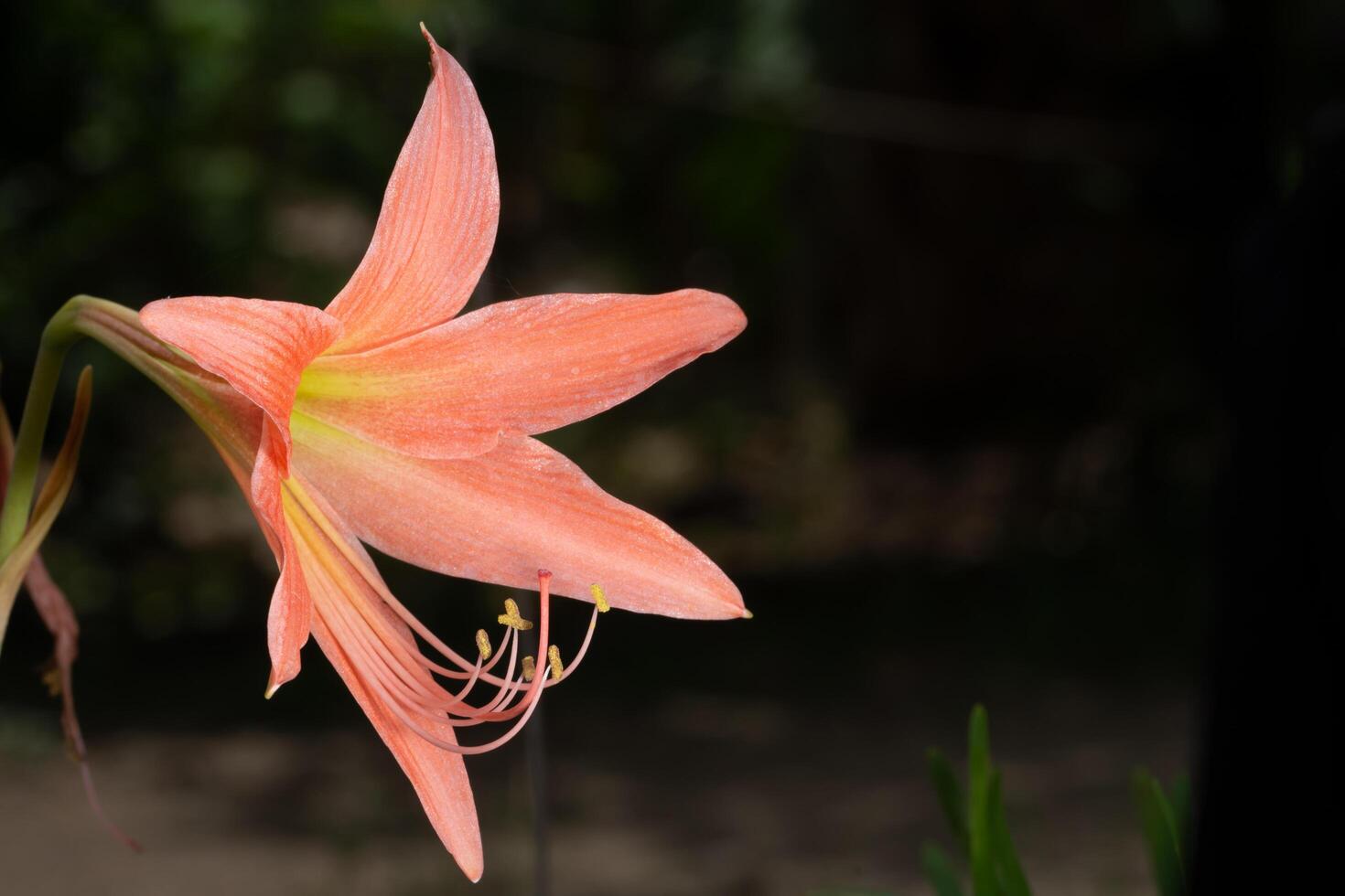 Pink flower close-up photo